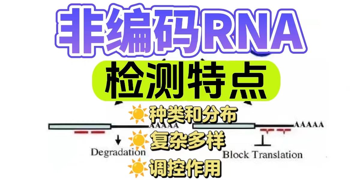 非编码RNA特点