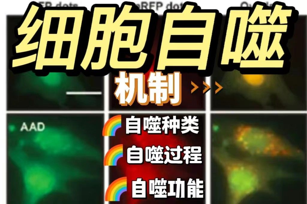 细胞自噬机制【小白必看】