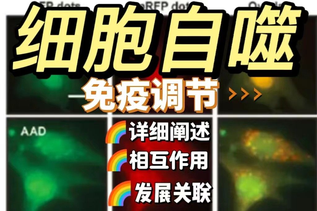 细胞自噬与免疫调节