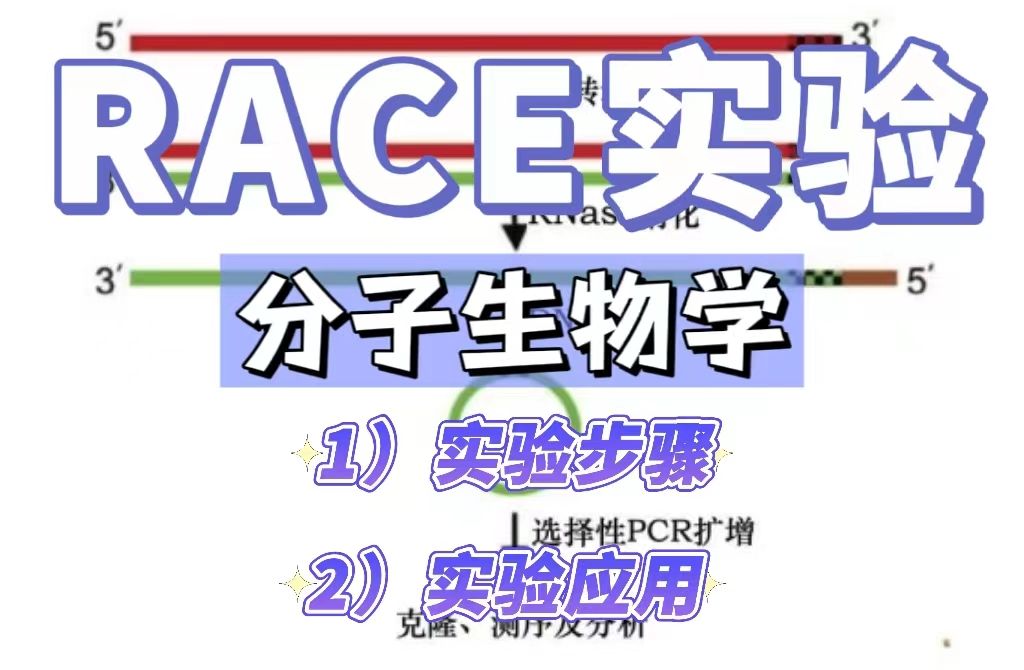 RACE实验是什么？【分子生物学】