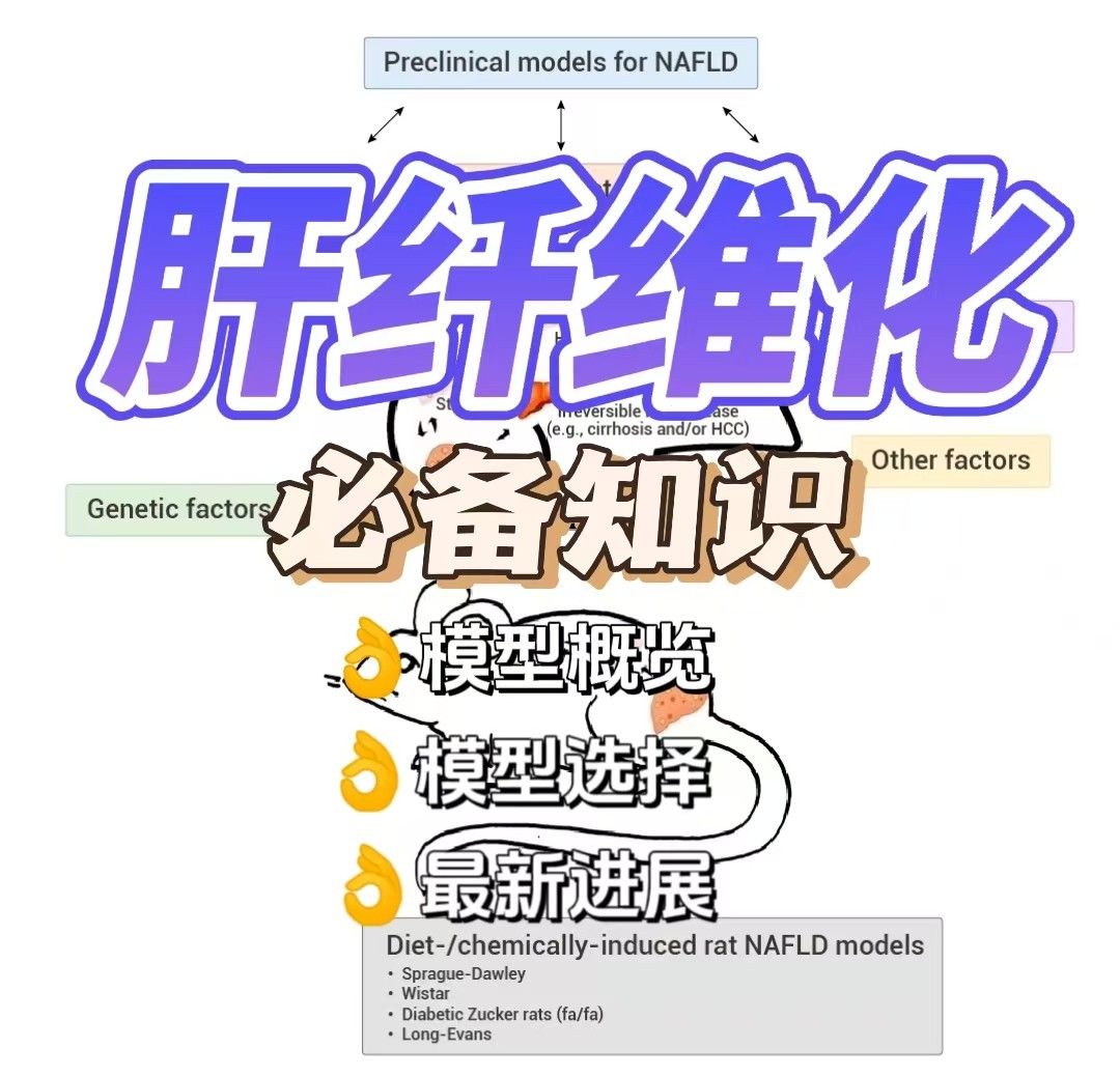 肝纤维化模型研究者的必备知识【从基础到应用，一篇搞定】