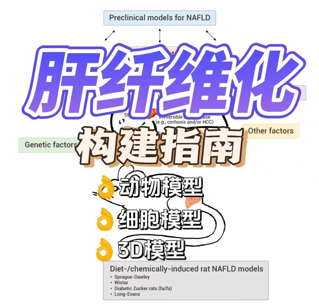 肝纤维化模型构建指南：手把手教你搭建疾病模型！