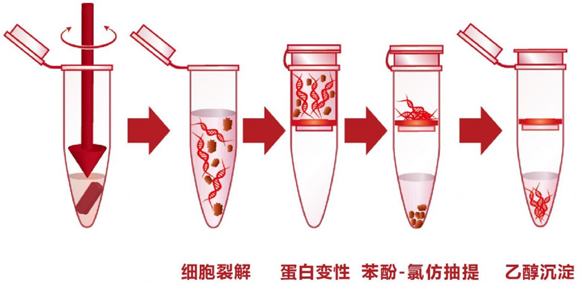 如何提取RNA？一文详解Trizol法提取RNA全过程