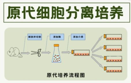 原代神经元/干细胞培养鉴定全攻略：突破特殊细胞培养瓶瓶颈