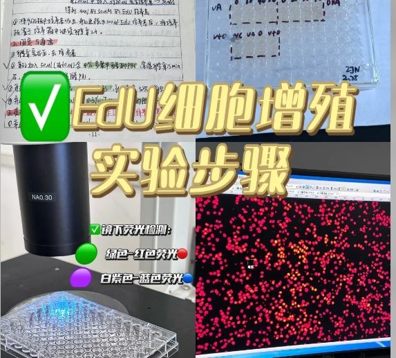 点击化学EdU法：免抗体标记，1小时完成细胞增殖检测