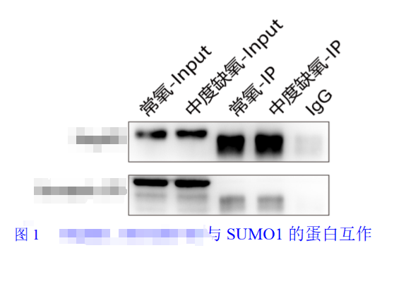 Co-IP案例