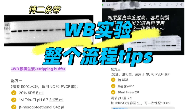 如何鉴别我外包的WB实验是真实的还是造假了？