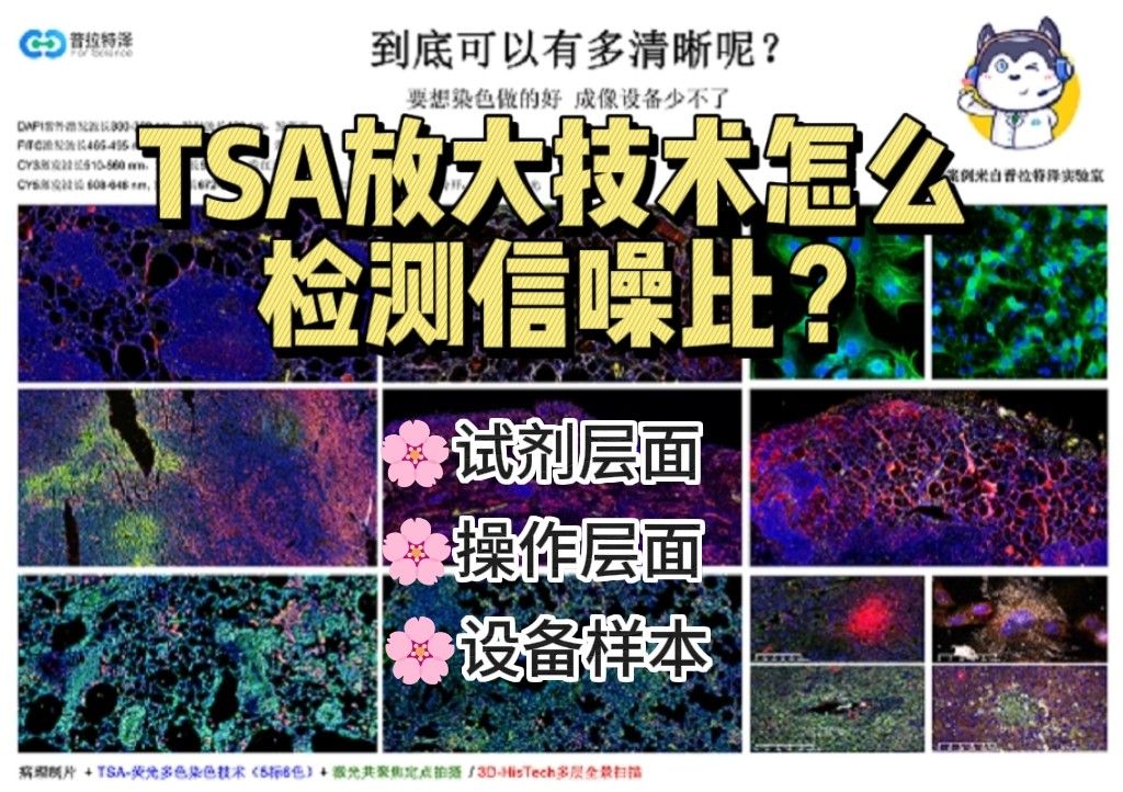 TSA 放大技术如何提升检测信噪比？【TSA 检测外包】