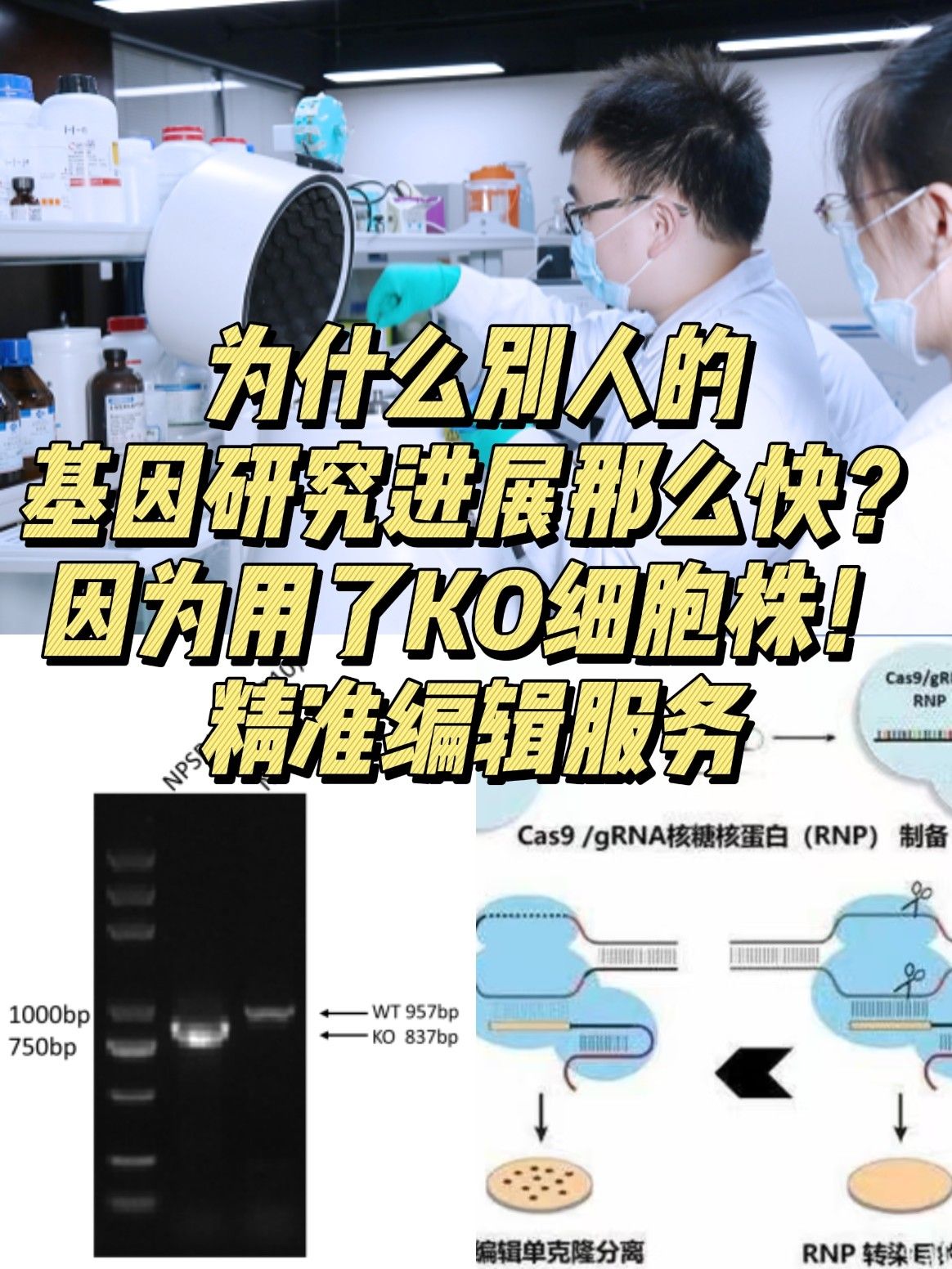 2025年KO 细胞培养全攻略：新手也能学会的操作技巧与常见问题解答