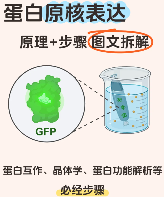 原核重组蛋白表达纯化多少钱？几千起高效交付
