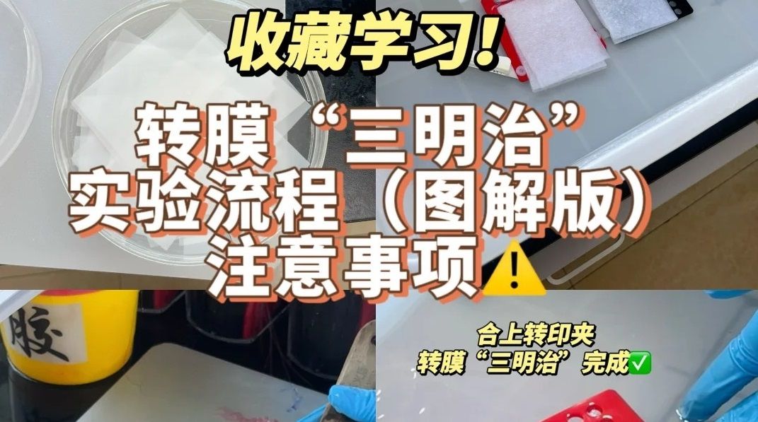 转膜“三明治实验流程【图解版)注意事项