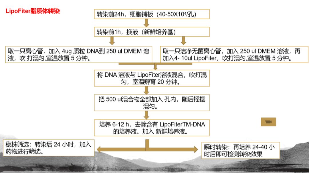 转染2.jpg