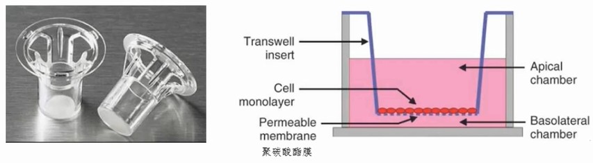 transwell.jpg